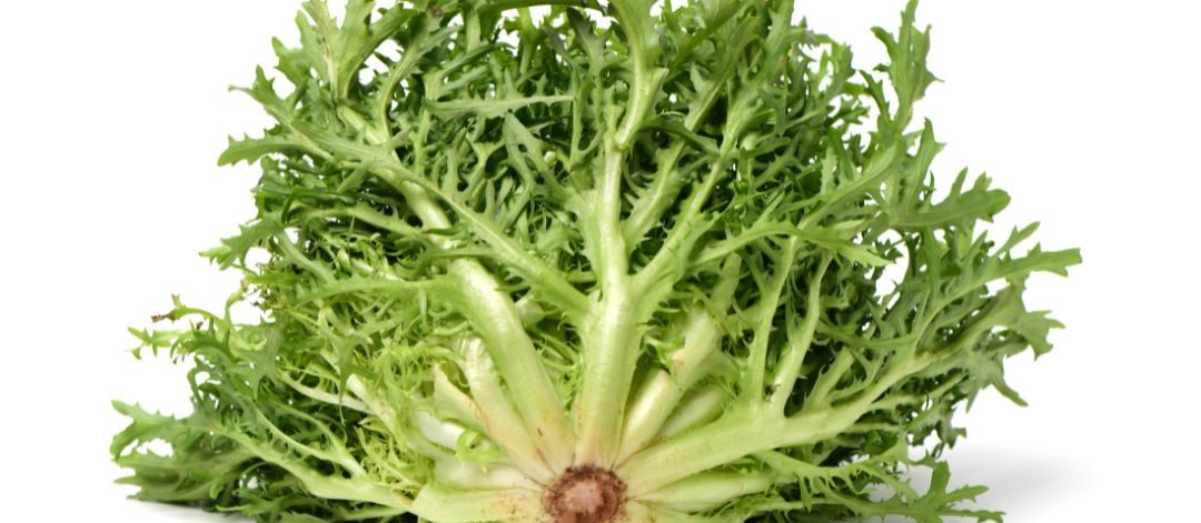 endivija